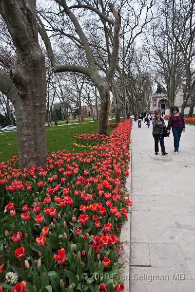 20100402_150455 D3.jpg - Tulips at Topkapi Palace